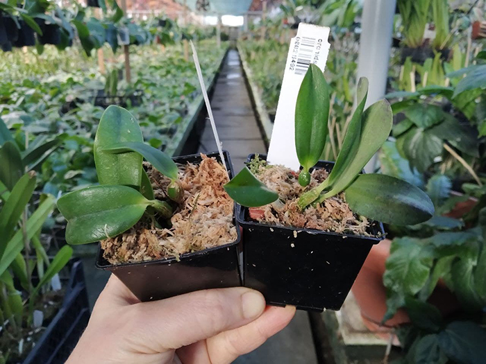 Laelia alaori x self.jpg