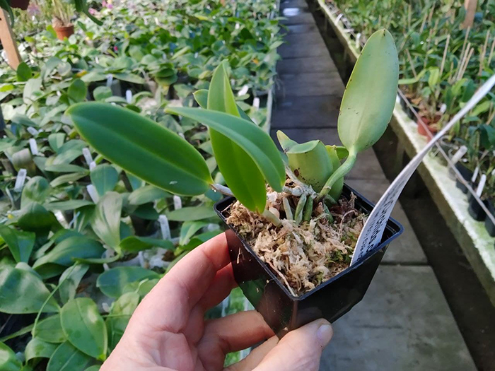 Cattleya aclandiae alba 'SVO'.jpg