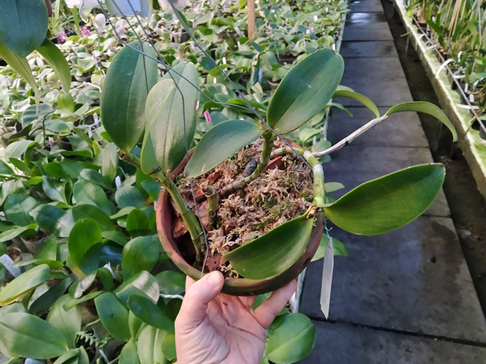 Cattleya aclandiae tipo (seedlings).jpg