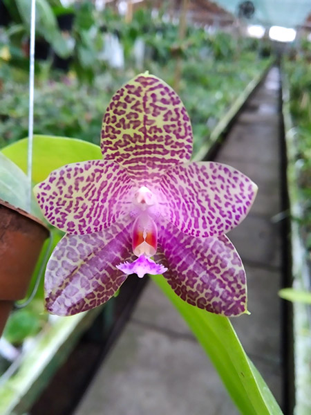 Phalaenopsis gigantea x Mituo Prince 'Bb'.jpg