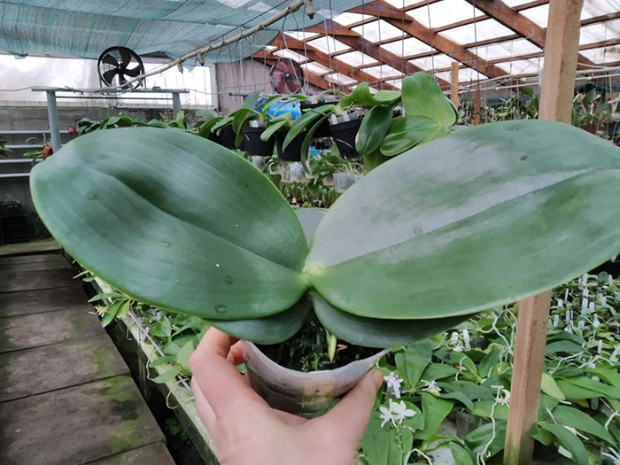 Phalaenopsis Ohl Flame.jpg