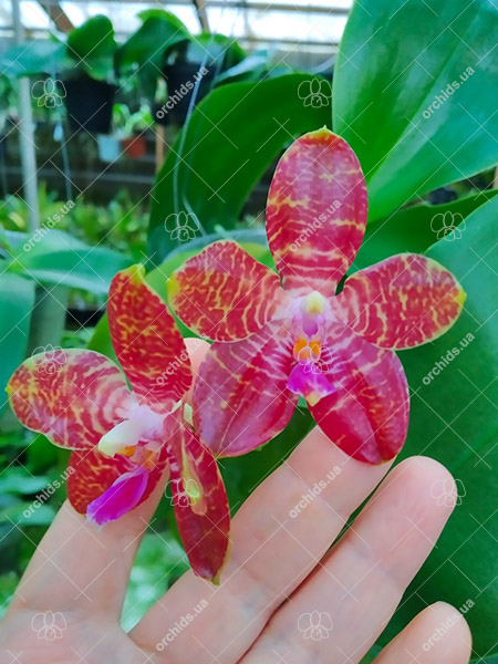 Phalaenopsis Zheng Min 'Puma'.jpg