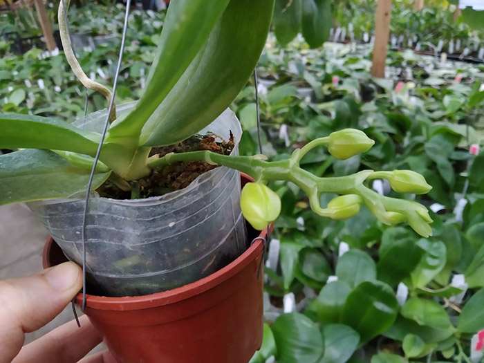 Phalaenopsis gigantea x Yungho Gelblitz.jpg