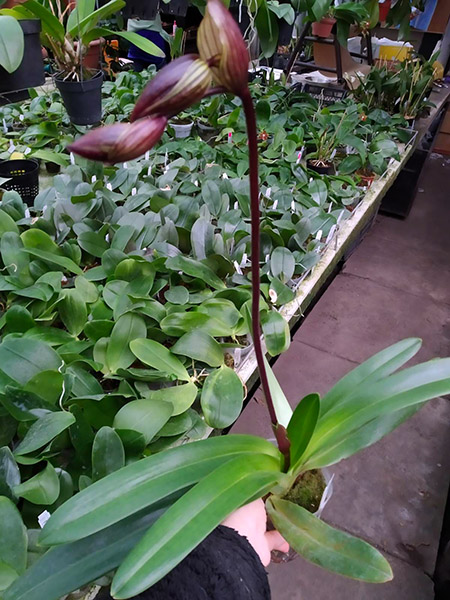 Paphiopedilum rothschildianum.jpg
