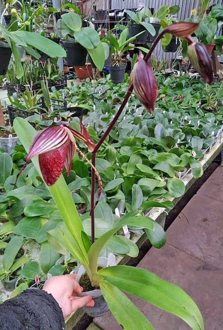 Paphiopedilum Hsinying Anita 'Shih Yueh' x rothschildianum (Ds 6 NS 29).jpg