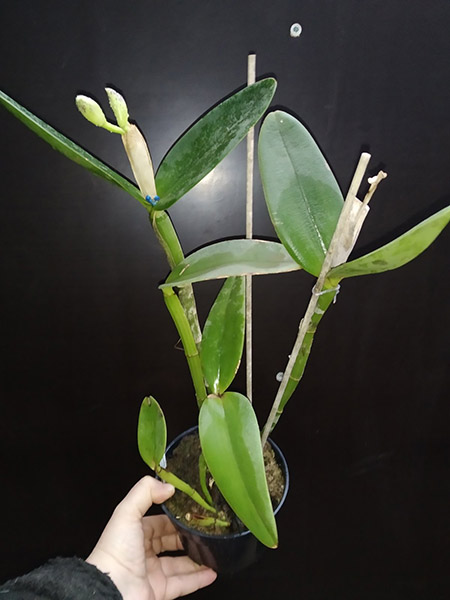 Cattleya amethystoglossa.jpg