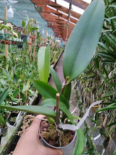 Cattleya labiata (tipo 'Super' x roxo bispo 'Urbano').jpg