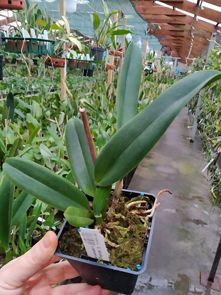 Cattleya labiata amesiana 'Gabriel Uliana' x labiata amesiana 'Caliman'.jpg