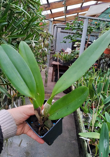 Cattleya labiata (coerulea 'Azul' x coerulescens 'Da Norma Dreher').jpg