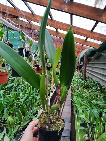 Cattleya Eva's Fabula en Tus Ojos (labiata x Cattleya dowiana aurea).jpg