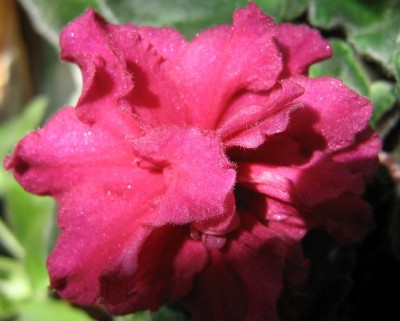 Цвет наиболее приближенный к правде, но не видно пурпурных разводов.