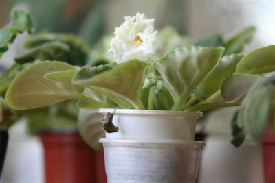 Свадебный букет (пока из одного цветочка).