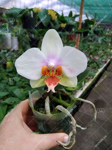 Phalaenopsis Joy Philippine Princess.jpg