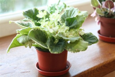 Фроузен ин  тайм