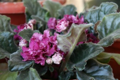 Несс антик ред