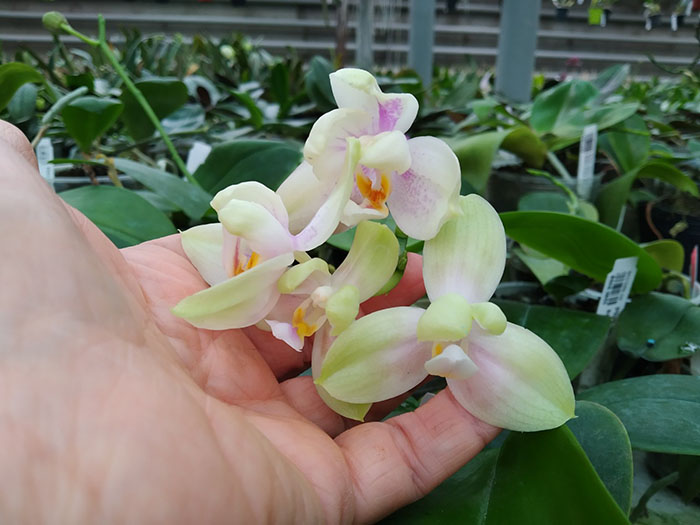 Phalaenopsis Joy Spring Venus x Mambo.jpg
