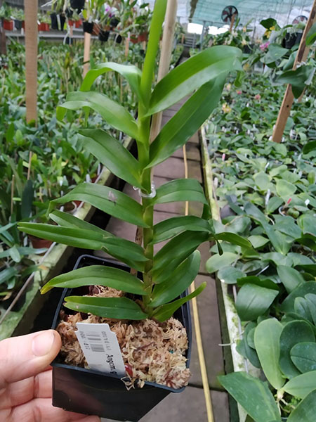 Angraecum germinyanum.jpg