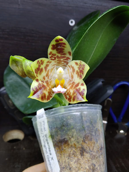 Phalaenopsis gigantea x Yungho Gelblitz.jpg