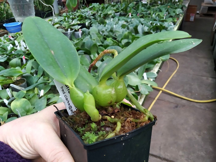 Cattleya warneri alba 'Claire' x Laelia alaorii 'Snowflakes' 4490.jpg