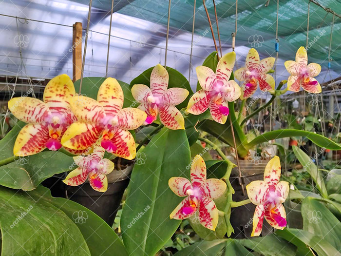Phalaenopsis Orchid World.jpg