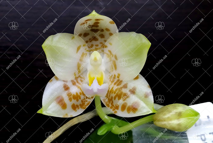 Phalaenopsis gigantea x Yungho Gelblitz.jpg