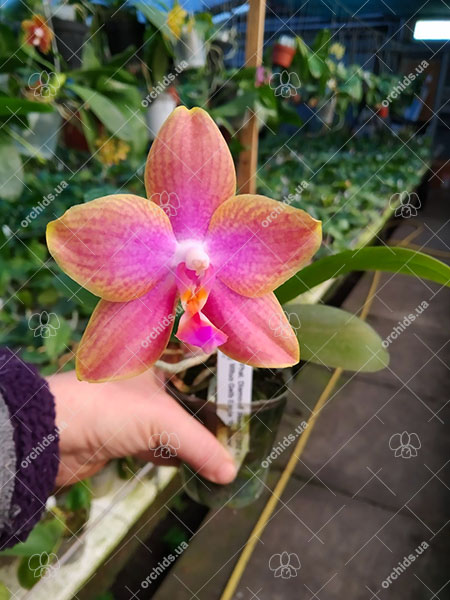 Phalaenopsis Diamond Beauty '1202' x Mituo Gelb Eagle 'Rainbow'.jpg