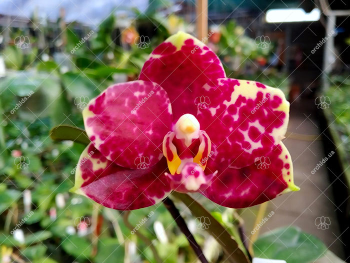 Phalaenopsis Diamond Beauty '1202' x Miro Supper Star 'MO198'.jpg