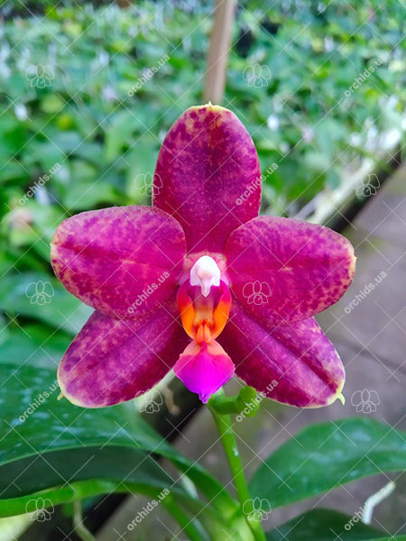 Phalaenopsis Yaphon Black Snake #17 x Lioulin Bluebird 'Dark Blue Flat'.jpg