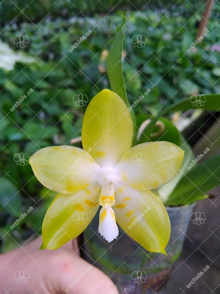 Phalaenopsis Yaphon 'Yellow Story' x Yaphon 'Yellow Bomb'.jpg
