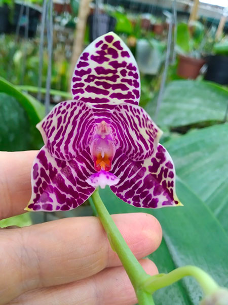 Phalaenopsis gigantea x Tainan's Ambonan 'Eddy'.jpg