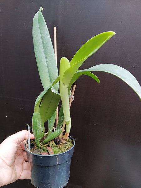 Cattleya lueddemanniana semi-alba 'Mamacita' x self.jpg