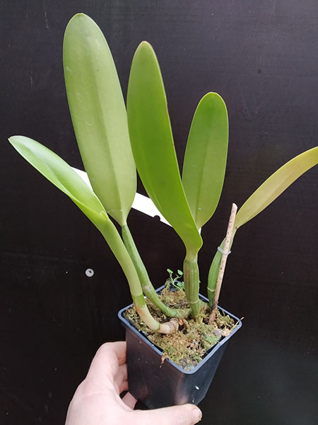 Cattleya lueddemanniana coerulea 'Pedra Azul' XXX x Cattleya lueddemanniana coerulea 'Caribe'.jpg