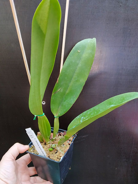 Cattleya labiata semi-alba var tubular.jpg