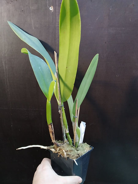 Cattleya labiata amesiana 'Rosa Perola' x self.jpg