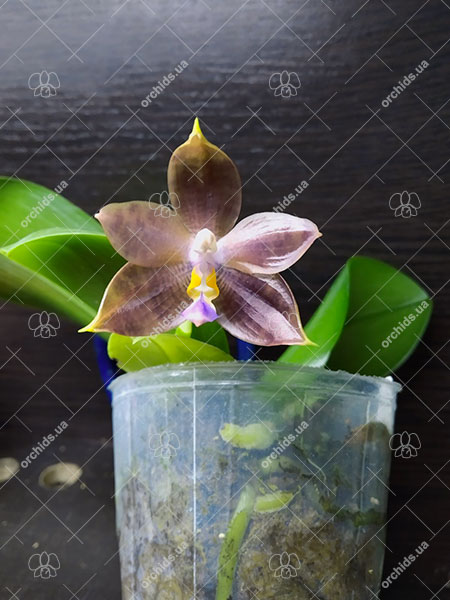 Phalaenopsis Tzu Chiang Tetralitz x Mituo Reflex Dragon.jpg