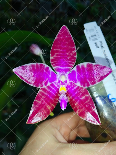 Phalaenopsis lueddemanniana SWR х self.jpg