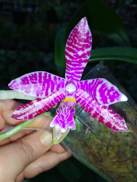 Phalaenopsis lueddemanniana SWR х self.jpg