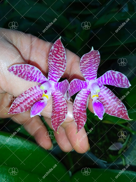 Phalaenopsis lueddemanniana.jpg