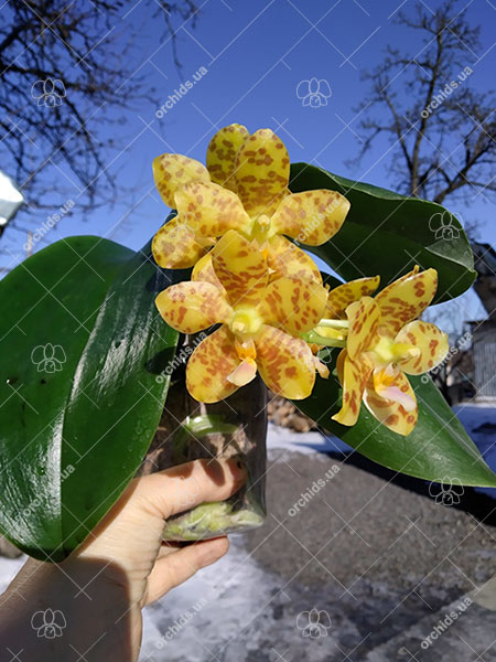Phalaenopsis Lyndon Waltz x gigantea alba 'Tai Wei'.jpg