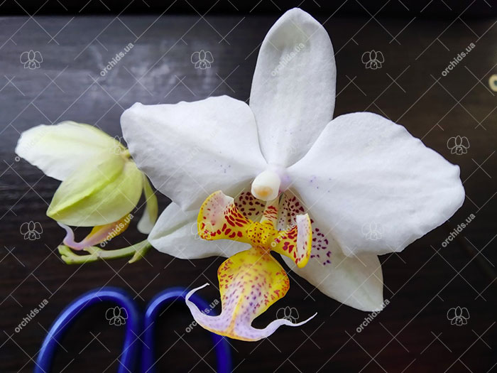 Phalaenopsis Joy Philippine Princess.jpg