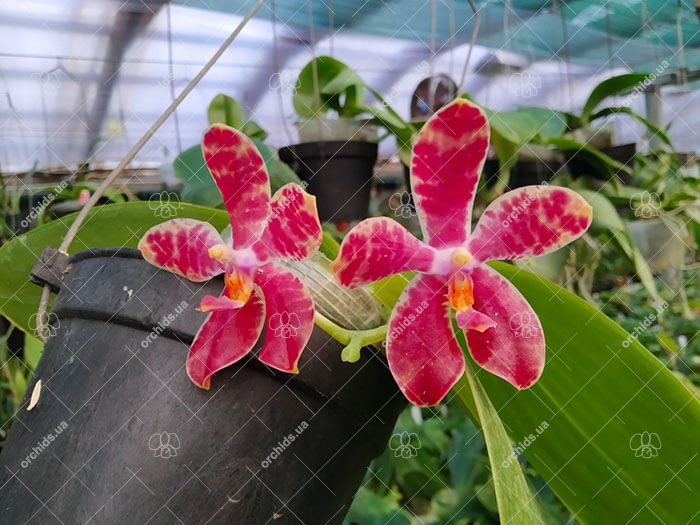 Phalaenopsis Mainshow Tiger (cross plants).jpg