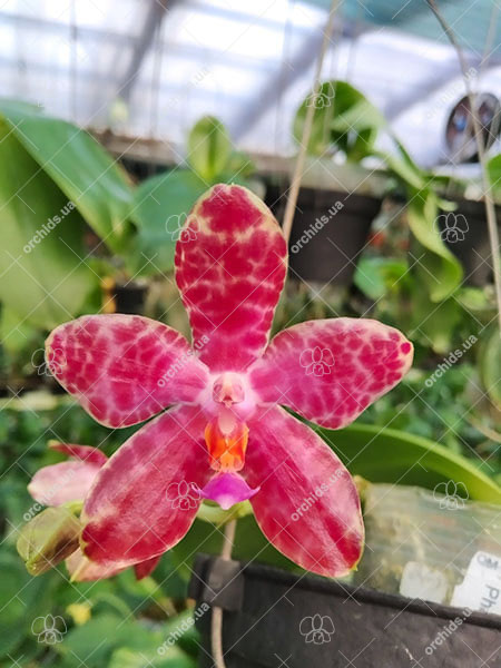 Phalaenopsis Mainshow Tiger (cross plants).jpg