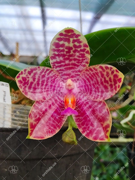 Phalaenopsis Mainshow Tiger (cross plants).jpg