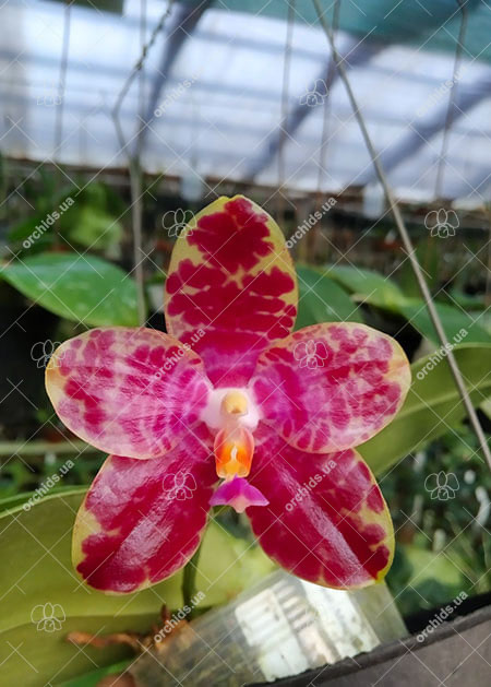 Phalaenopsis Mainshow Tiger (cross plants).jpg