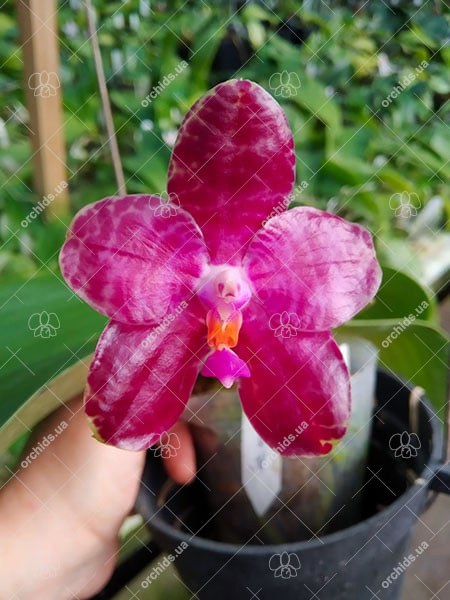 Phalaenopsis Mainshow Tiger (cross plants).jpg