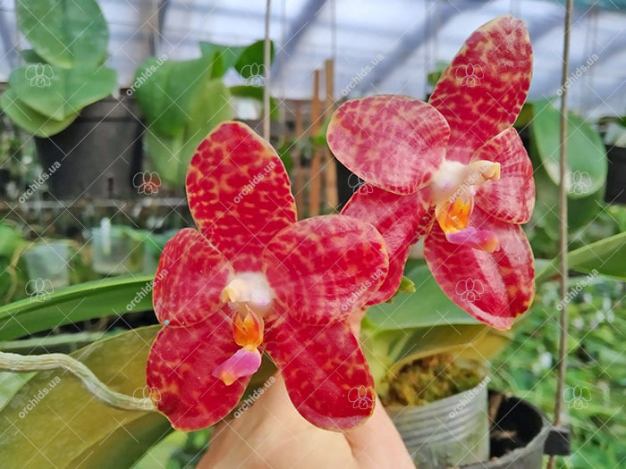 Phalaenopsis Mainshow Tiger (cross plants).jpg