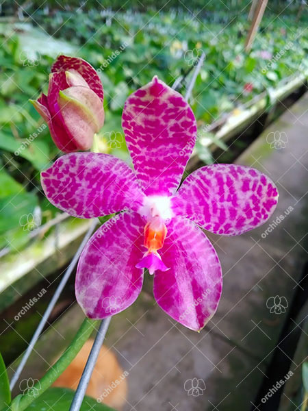 Phalaenopsis Mainshow Tiger (cross plants).jpg