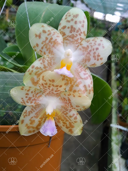 Phalaenopsis gigantea x Yungho Gelblitz.jpg