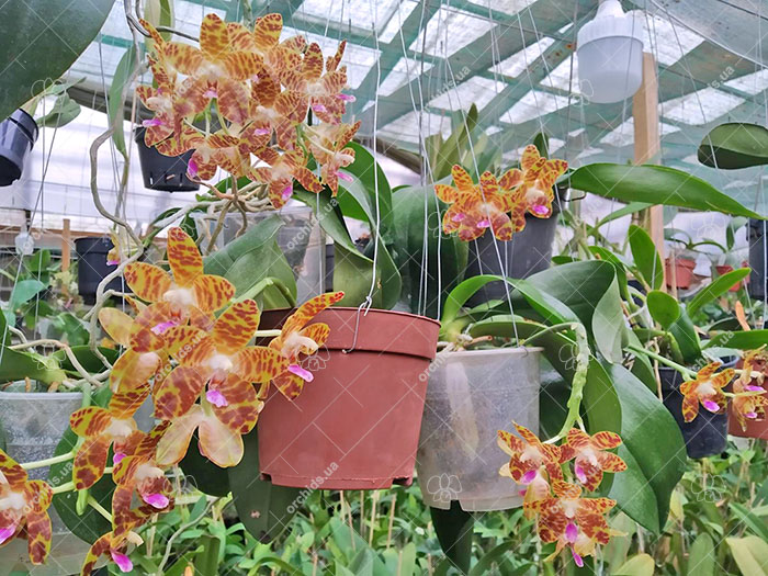Phalaenopsis Giant Passion x Zheng Min 'Hazel'.jpg