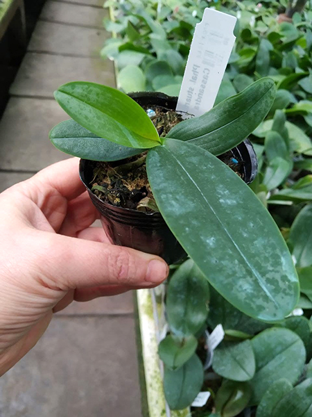 Phalaenopsis stuartiana yellow strain x Cassandra.jpg